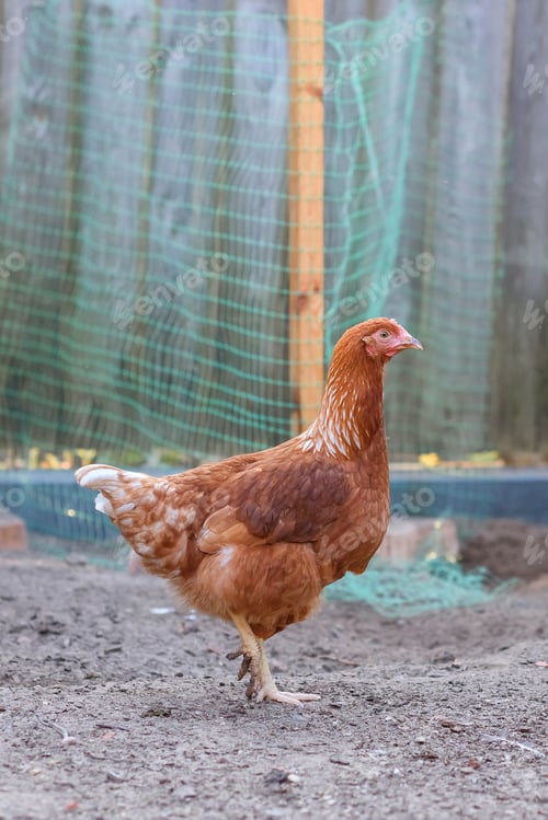 Preview: chickens in the village in the evening. chicken in the pen