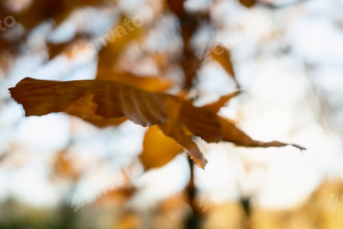 Preview: Single Leaf Under The Sun In Autumn, Close Up