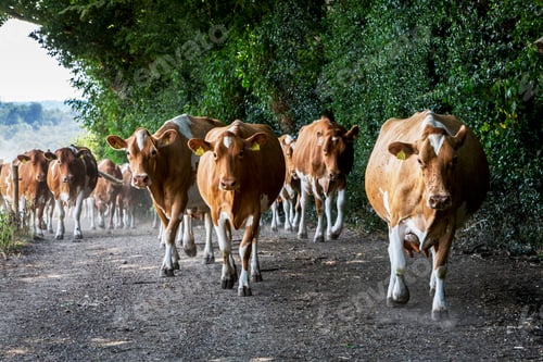 Preview: Herd of Guernsey cows being driven along a rural road.