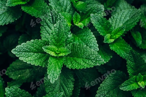Preview: Green Mint Plant Grow Background.