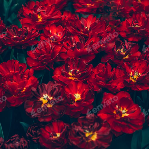 Preview: Flowerbeds of blossoming tulips