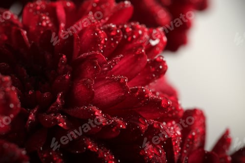 Preview: Water Drops On Flowers Close Up