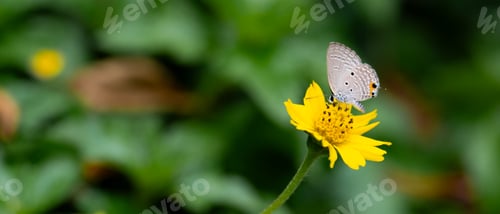 Preview: A butterfly resting on a vibrant yellow flower in a summer meadow. Copy space.