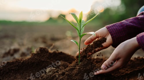 Preview: person is planting a small tree in the dirt