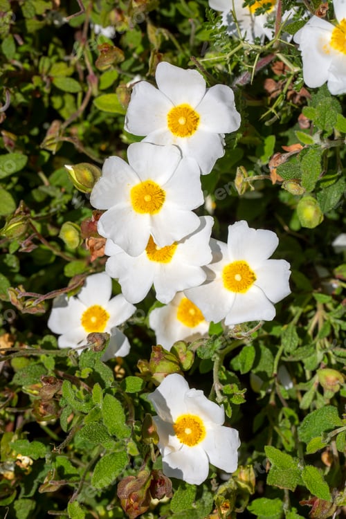 Preview: Laden; It is a plant species with white or pink flowers that make up the Cistus