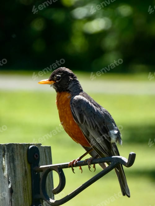 Preview: Robin Bird Perched on Metal Garden Fixture
