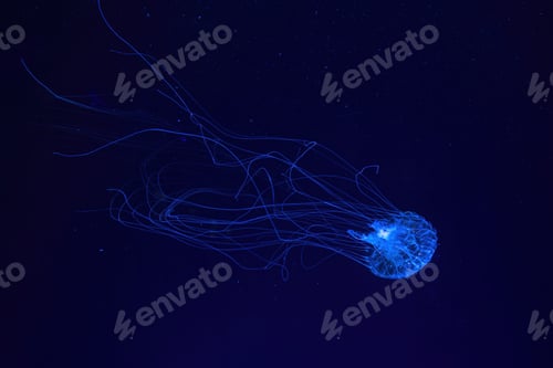 Preview: Atlantic Sea Nettle Jellyfish Swims In Illuminated Aquarium With Blue Neon Lighting