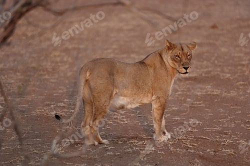Vista previa: Female lion standing on the sandy ground and staring at the camera
