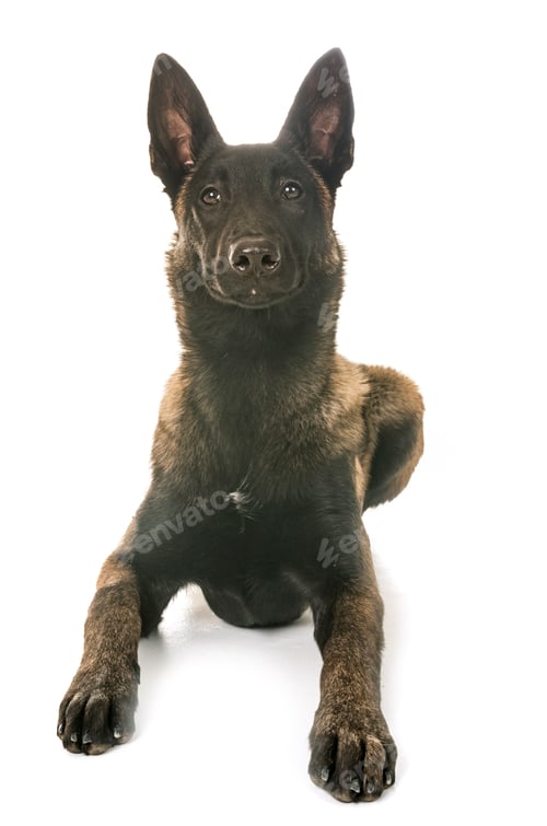 Preview: belgian shepherd malinois