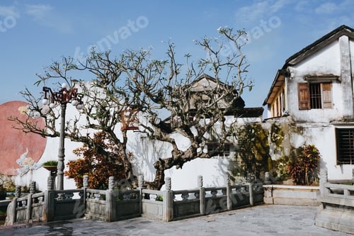 Preview: HOI AN, VIETNAM - 03 JANUARY, 2018: traditional white buildings and big dry tree in Hoi An, Vietnam