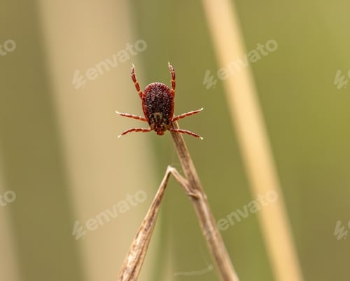 Preview: Lone tick climbing on grass blade