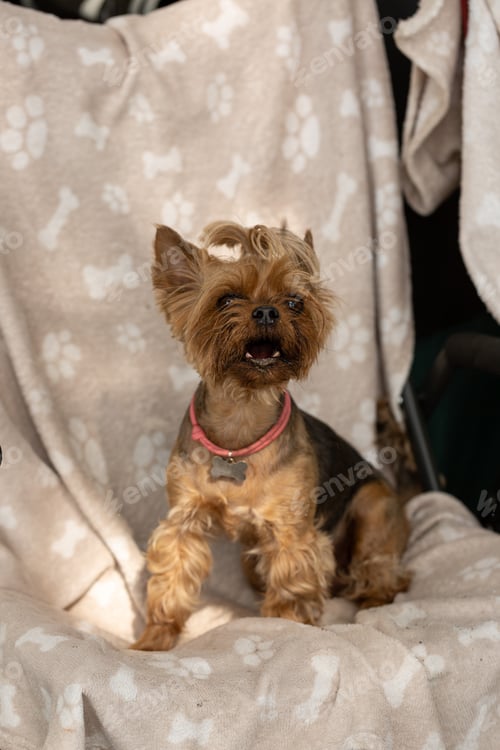 Preview: Yorkshire terrier in a camping camp on a folding chair barks, traveling with a dog