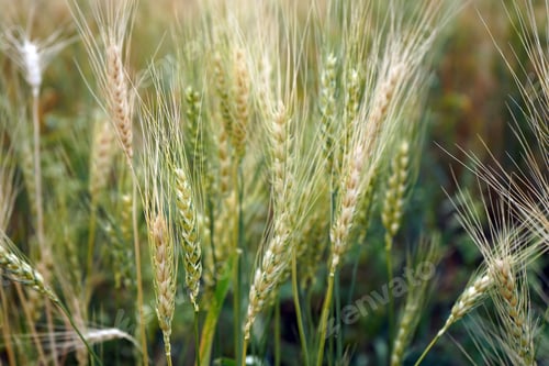 Preview: Wheat field. Ears of golden wheat close up.