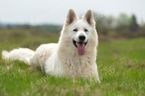 Preview: Berger Blanc Suisse White german shepherd