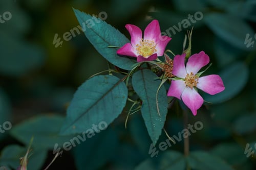 Preview: The rose in the garden
