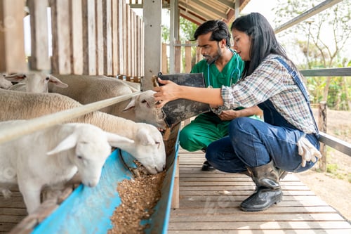 Preview: Beautiful Asian farmer woman give food to sheep into feed trough and the veterinarian also check