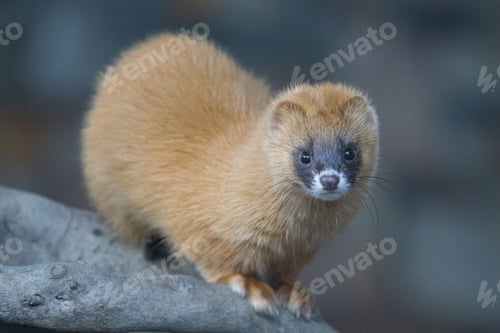 Preview: Small Siberian skunk perching on wood