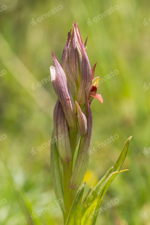 Preview: Vertical shot of a beautiful small-flowered tongue orchid, outdoors