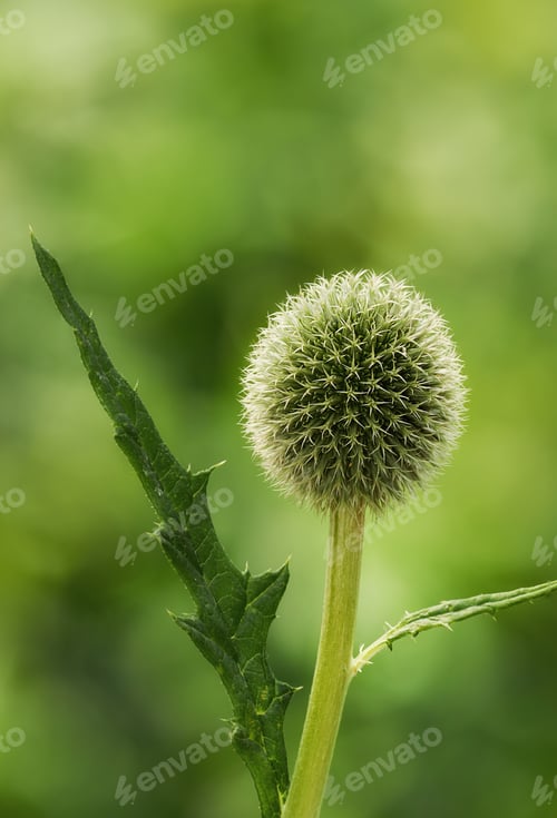 Preview: Globe Thistle flowers
