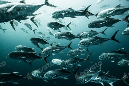Preview: Underwater side view of school of crevalle jacks swimming together, Cabo Catoche, Quintana Roo,