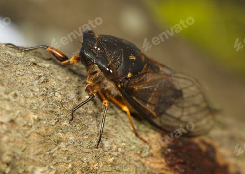 Preview: cicada