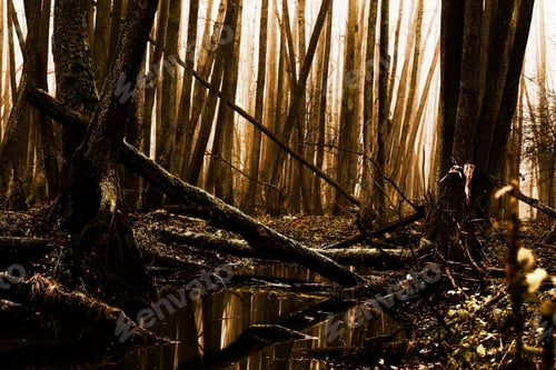 Preview: darkness, forest, horror, spooky