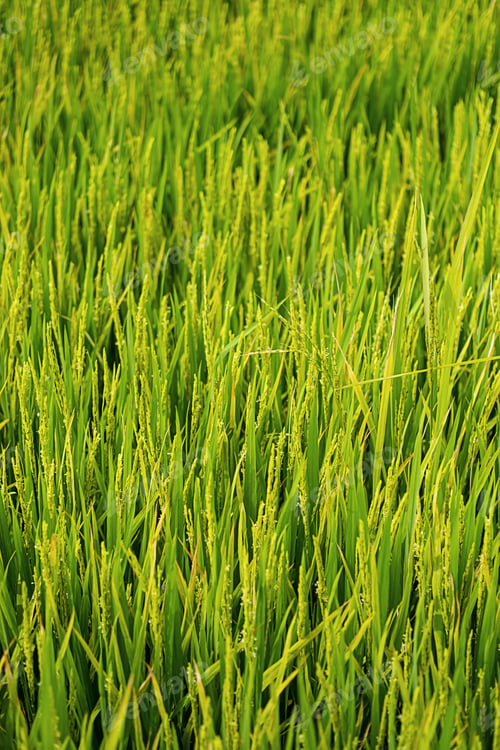 Preview: Rice plantation in sunlight. Farm field background.