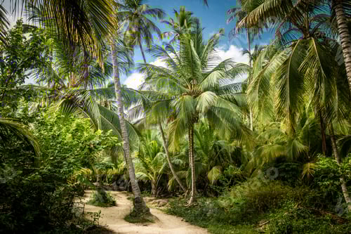 Preview: Path on a Palm Tree Forest - Tayrona Natural National Park, Colombia