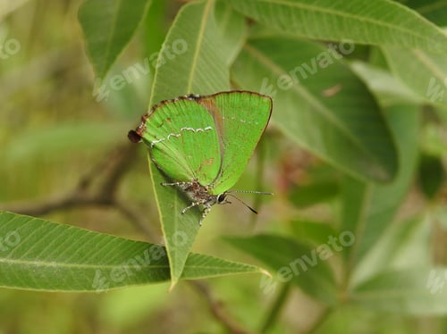 Preview: Green nature