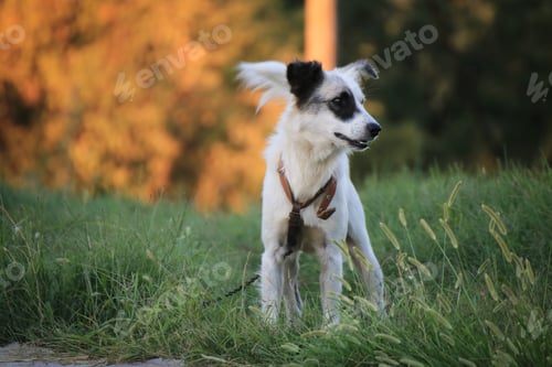 Preview: Cute white dog in a grass