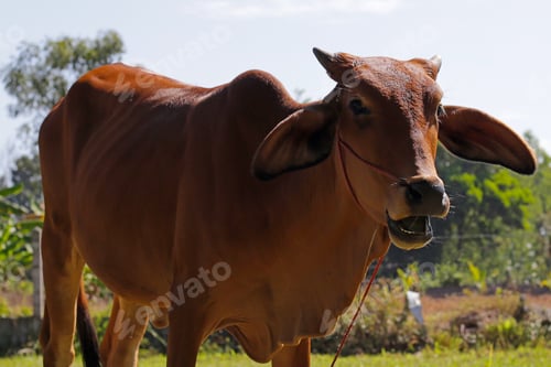 Preview: Cows on the grass field.
