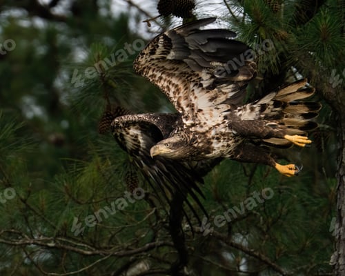 Preview: Immature Bald Eagle