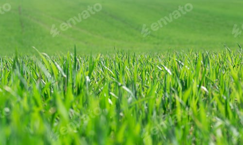 Preview: Beautiful green wheat fields in Ukraine. Green wheat sprouts in a field, close-up.