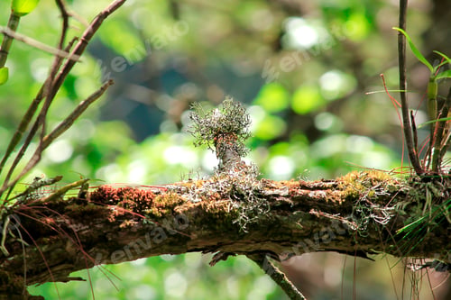 Preview: Lichens on small branches in nature.