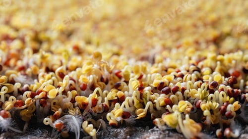 Preview: Closeup horizontal background from organic microgreen of 2 days watercress.