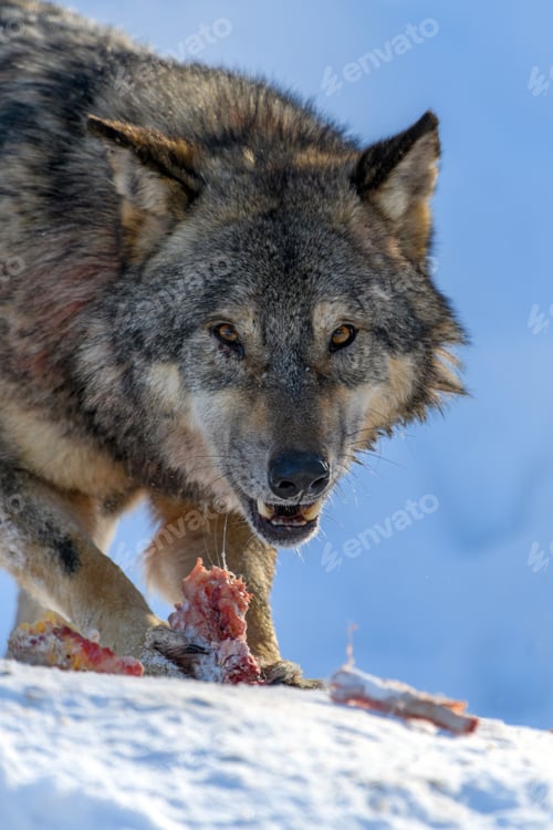 Preview: Gray wolf, Canis lupus, eat meat in the winter forest.