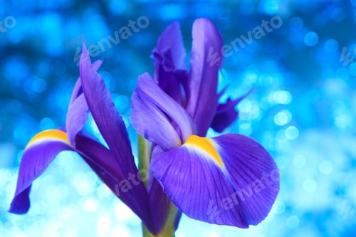 Preview: Beautiful blue iris flowers background