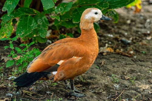 Preview: Small Ruddy shelduck is standing on the ground next to green plants