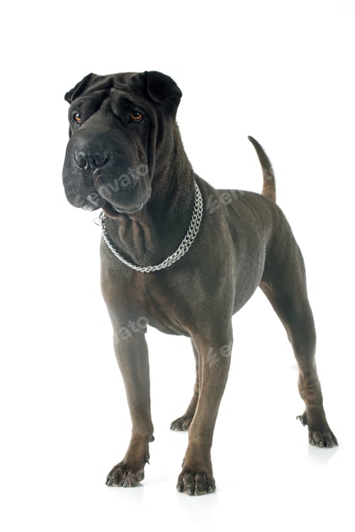 Preview: shar pei