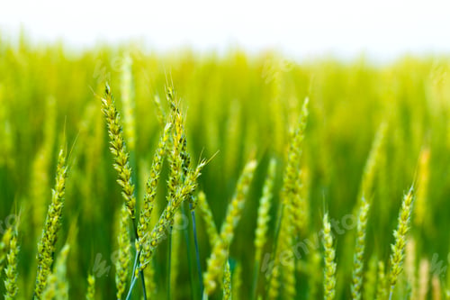 Preview: Spikes of barley against the background of green field