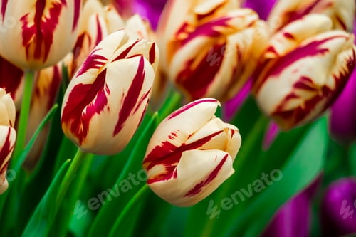 Preview: Beautiful bouquets of colorful tulips in flower shop.
