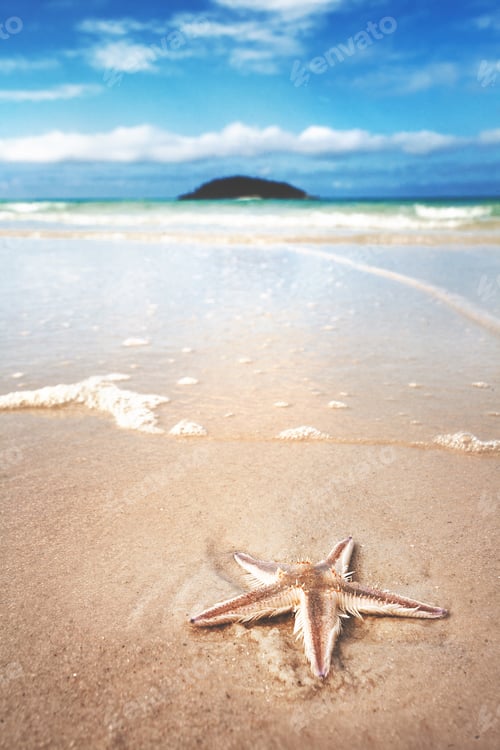 Preview: Vertical closeup shot of a beige starfish on the seashore under the blue cloudy sky