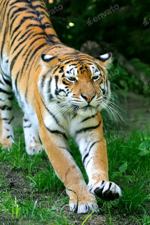 Preview: Tiger
