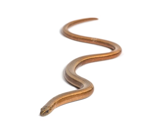 Preview: slowworm, Anguis fragilis, Isolated on white