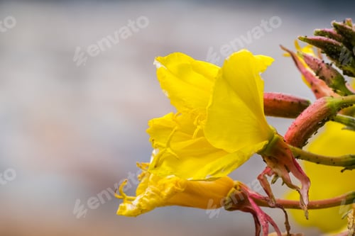 Preview: Hooker's evening primrose flower