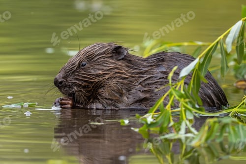 Preview: Eurasian beaver gnawing leaf in water in summertime