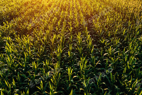 Preview: Drone pov aerial shot of green corn field in summer sunset
