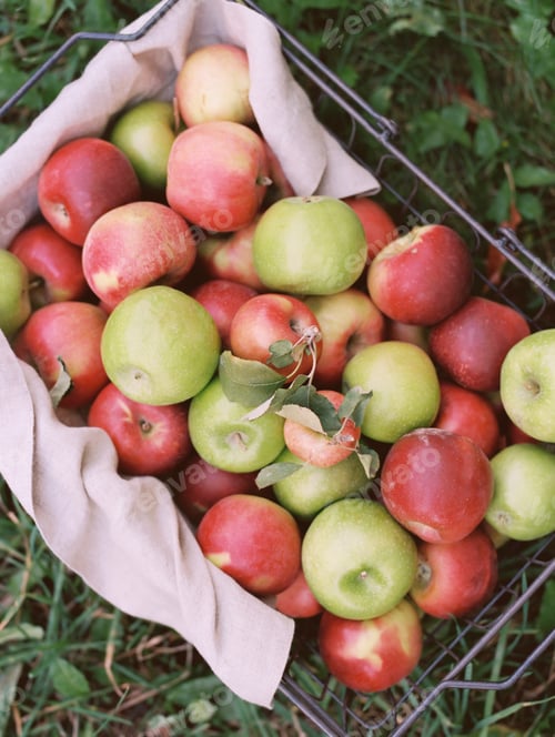 Preview: Apple orchard. A basket of apples.