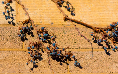 Preview: Dry Winter Rowan On A Tree Branch