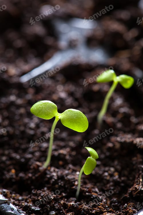 Preview: seedling plants growing in germination plastic tray